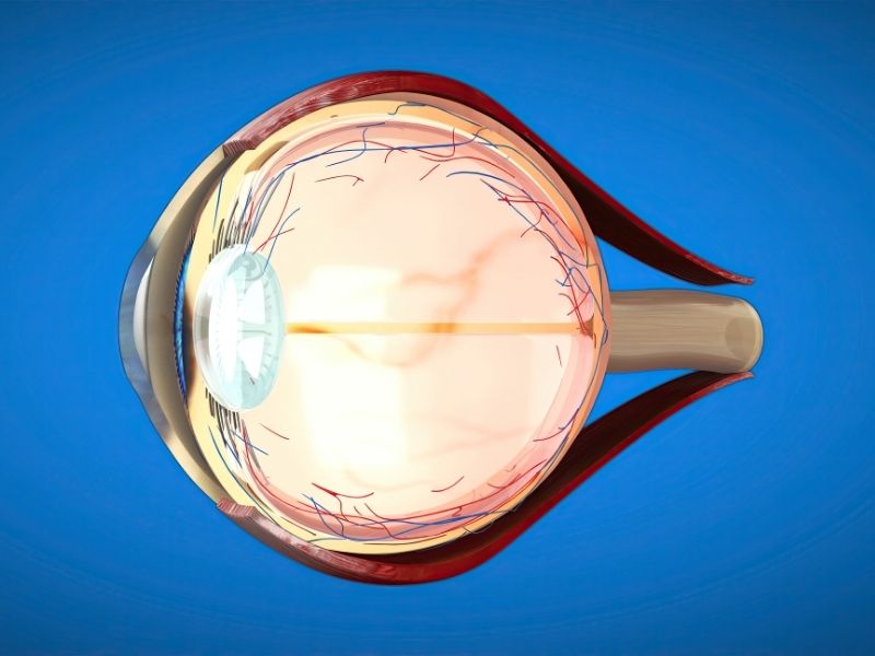 retina-1